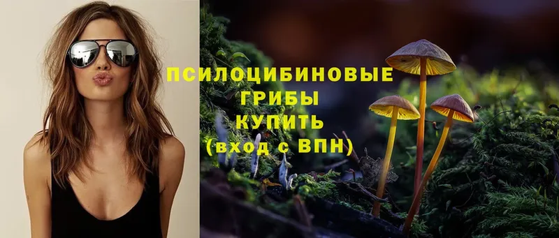 Галлюциногенные грибы Cubensis  Карачаевск 